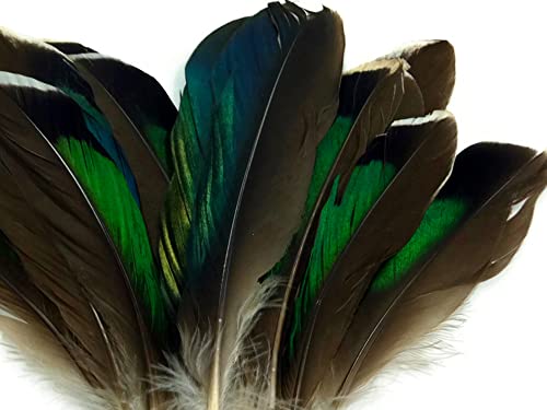 10 חתיכות - ססגוני ירוק מולארד ברווז כנף נוצות ליל כל הקדושים קרפט אספקת / אור ירח נוצה